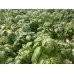 SPRAY FREE BASIL Grown In KATIKATI